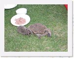Egels in de tuin 051 * 3648 x 2736 * (6.3MB)